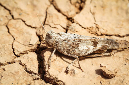 a brown grasshopper sitting on sandの写真素材