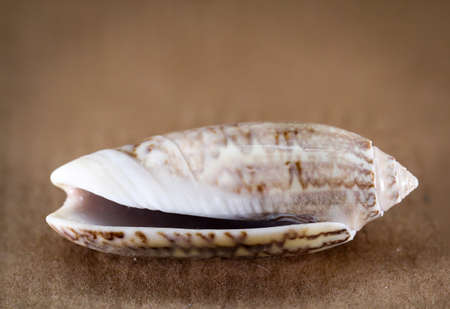 Detail of a shell, remains of a shell