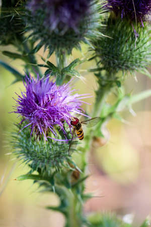 This is a fly on a plantの写真素材