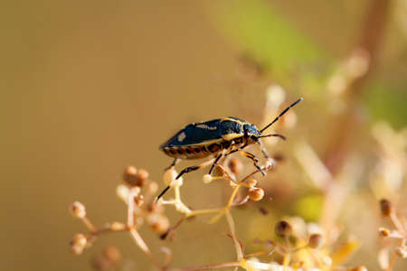 A bug or beetle on a plant