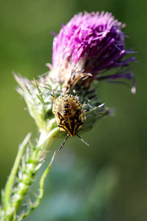 A bug or beetle on a plant