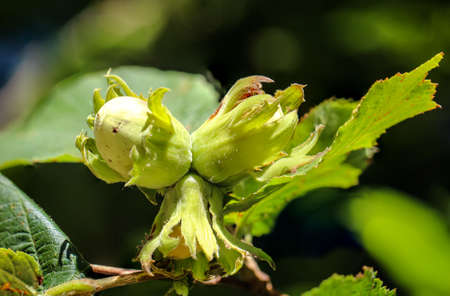 Close up of hazelnuts on the tree