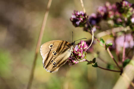 Close-up of a butterfly, rambling on a plant