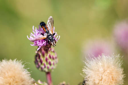 A close up of a bee, bumblebee, insect on a plantの写真素材