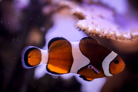 Detail of an anemone fish in aquariumの写真素材