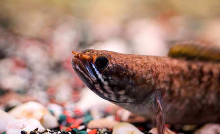Detail of a mud-head fish in aquariumの写真素材