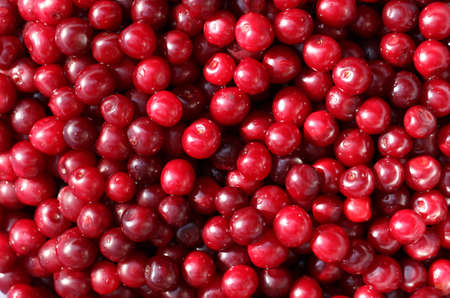 A close up of any sour cherriesの写真素材
