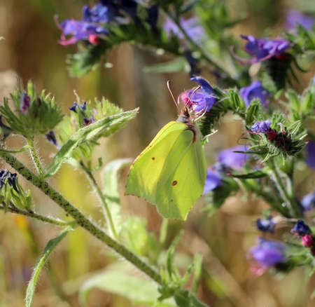 Close-up of a butterfly, rambling on a plantの写真素材