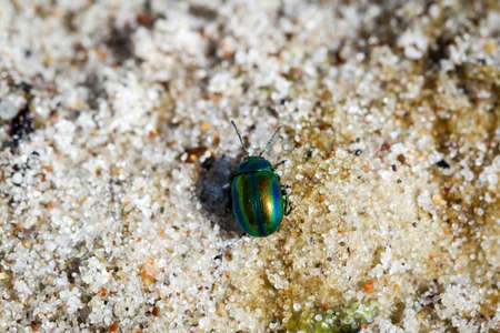 Beetles in a variety of colors and shapes are insects that enrich our environmentの写真素材