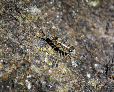 An asper on a stone