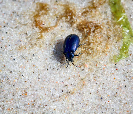 Beetles in a variety of colors and shapes are insects that enrich our environmentの写真素材