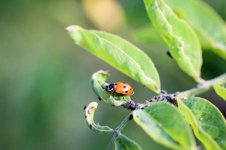 The ladybird sits on a colored leaf. Macro photo of ladybug close-up.の写真素材