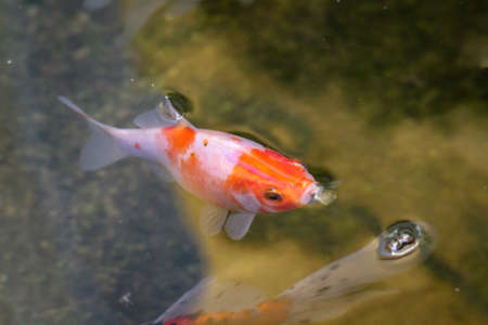 A goldfish in the water, a pond