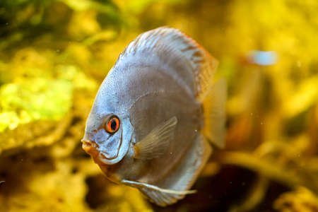 View, portrait of a discus fish in aquariumの写真素材