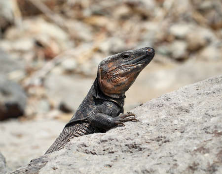 Portrait of a lizard, giant lizard on Gran Canariaの写真素材
