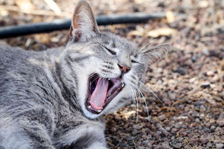 Portrait of a lazy but watchful catの写真素材