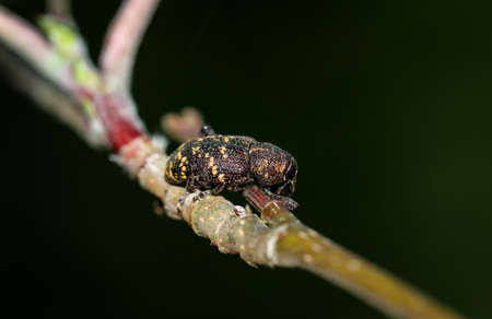 Close-up of a weevil beetle on a plant