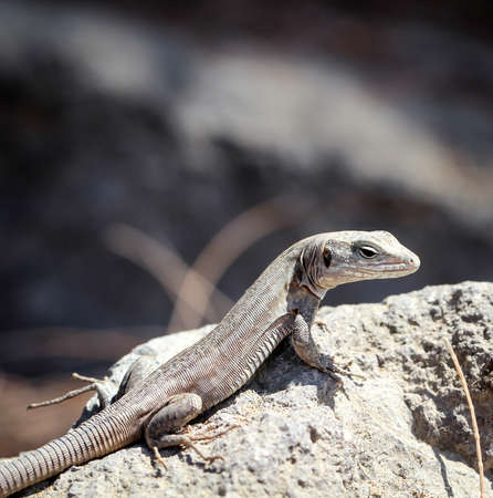 Portrait of a lizard, giant lizard on Gran Canaria