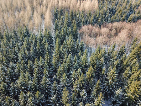 A forest taken from the air