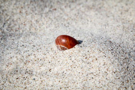 A snail shell something buried in the sand