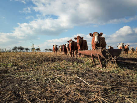 Cows on the pasture, a species appropriate form of attitude
