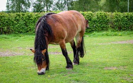 View, portrait of a horse, pony on a yardの写真素材
