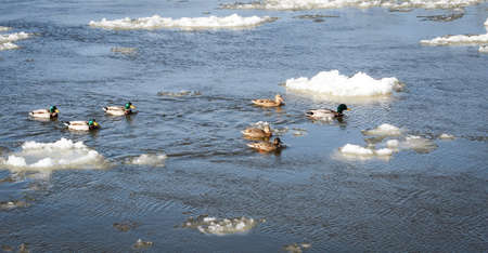 Mallards, ducks swim in the almost frozen Elbeの写真素材