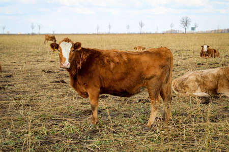 Cows on the pasture, a species appropriate form of attitude