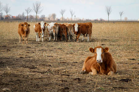 Cows on the pasture, a species appropriate form of attitude