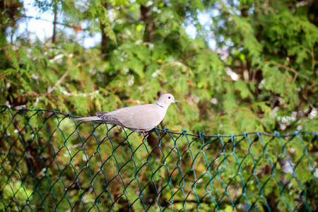 A pigeon sits comfortably on a wire mesh fenceの写真素材