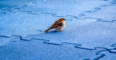 Portrait of a cheeky sparrowの写真素材