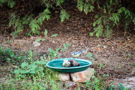 A tit that feeds and feeds its young at my garden and bird houseの写真素材