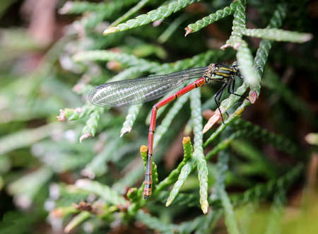 Macro of Adonis dragonfly (Pyrrhosoma nymphula)
