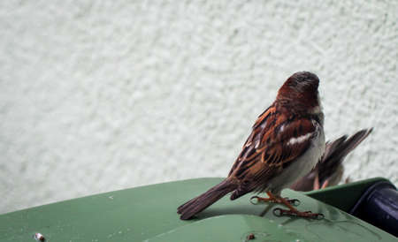 Portrait of a cheeky sparrowの写真素材
