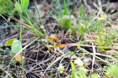 Portrait, macro of a dragonfly