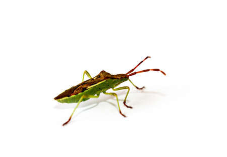 Marco of a bugの写真素材