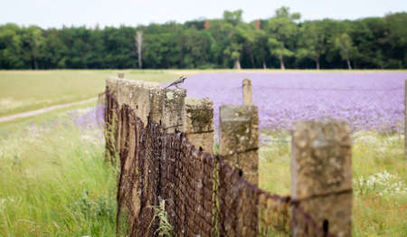 A bird, songbird on a fenceの写真素材