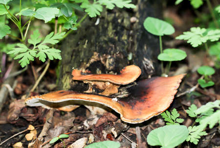 An unloading tree mushroom on a tree