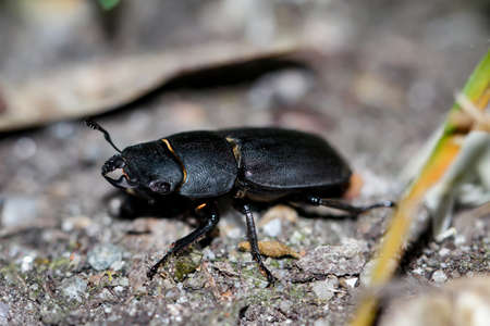 A black beetle on the forest floor