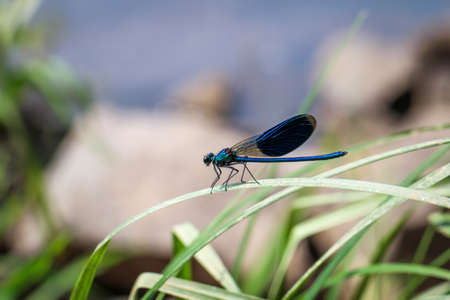 Portrait, macro of a dragonflyの写真素材