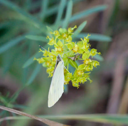 A cabbage white on a plant