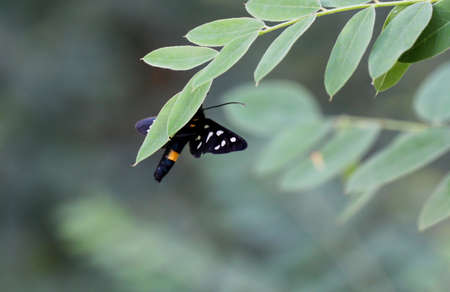 One white dot rambling on a plant