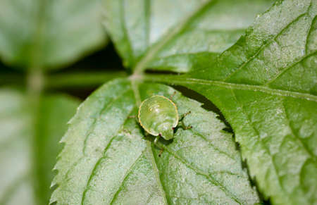 Macro of a green bug on a plant