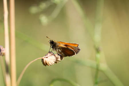 Macro of a butterfly