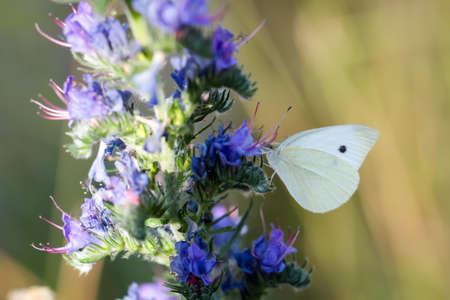 A cabbage white on a plantの写真素材