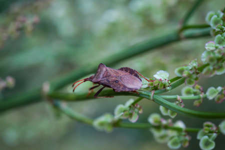 Macro of a bug on a plant