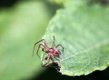 A macro of a spider
