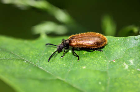 Macro of a beetleの写真素材