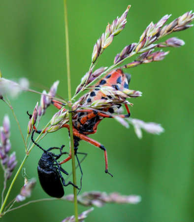Macro of a beetle, bug
