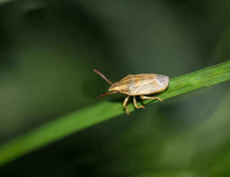 Macro of a bug on a plant